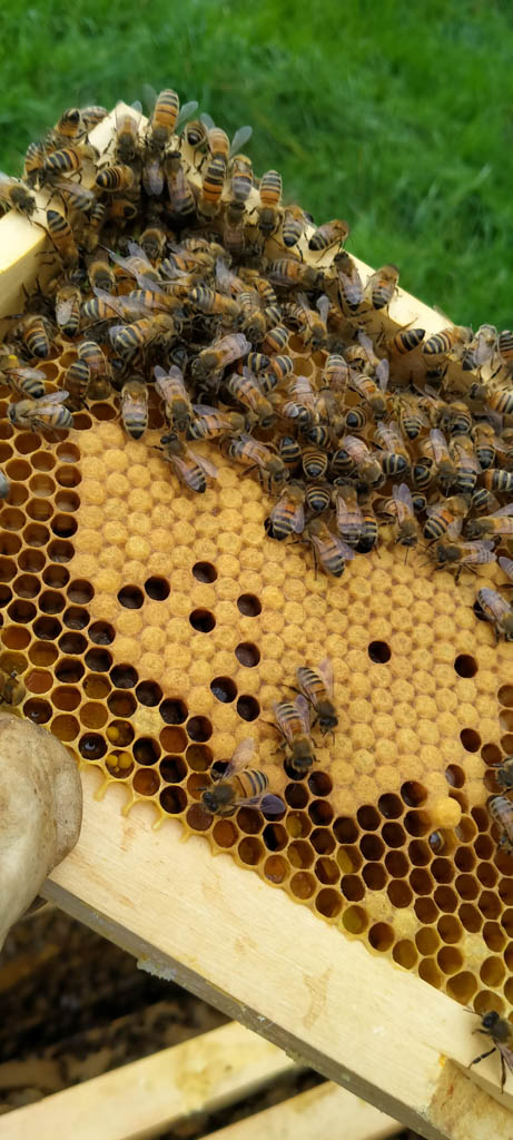 Cadre de couvain avec abeilles