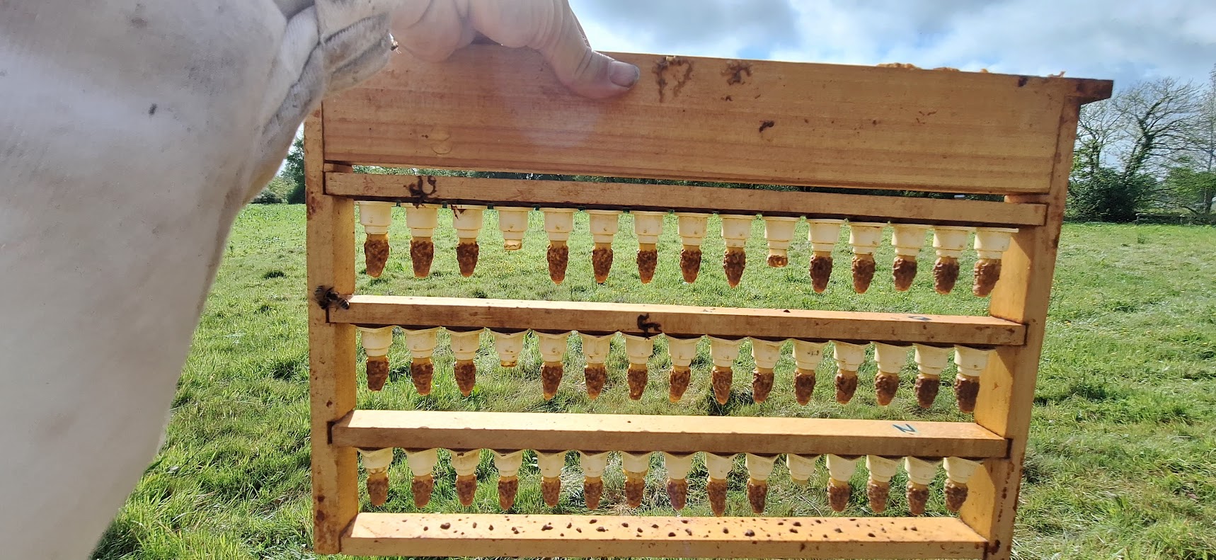 Cadre de greffage avec cellules royales