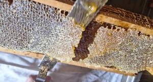 Le miel biologique : la pureté au service de la nature