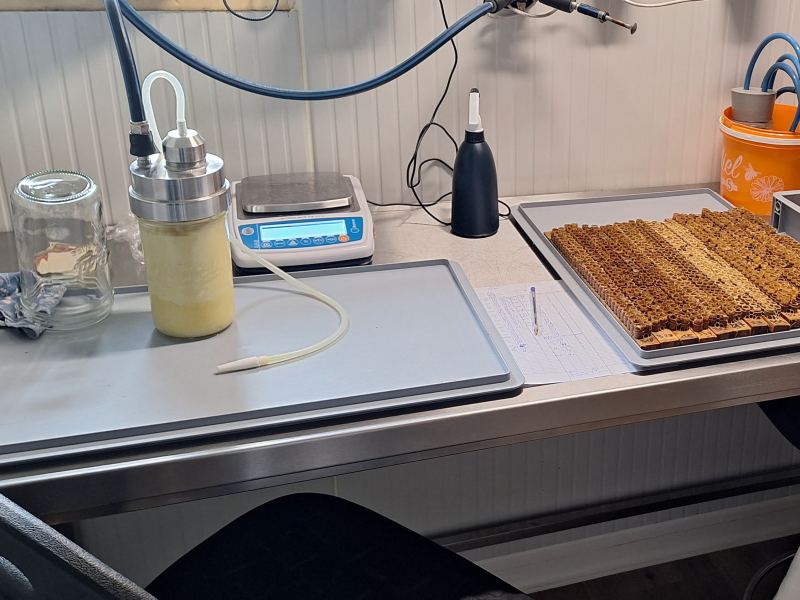 Laboratoire d'extraction : bocal de gelée royale sous pompe à dépression, balance et plateau de cupules